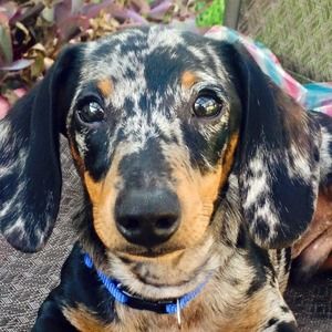 Meet your Posher, Jenny